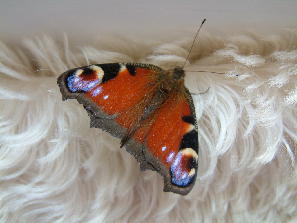 Butterfly 4 of 4