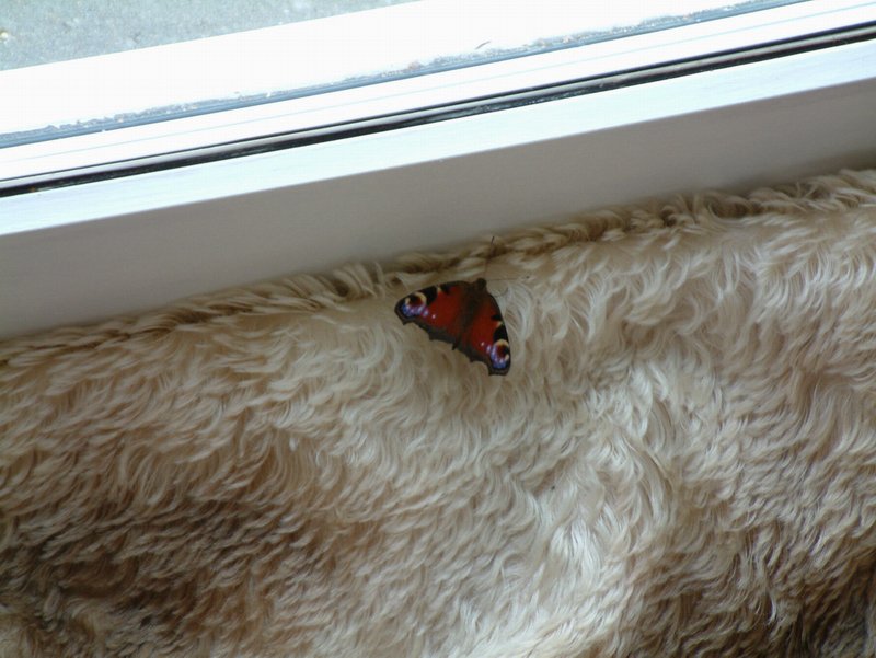 Butterfly 3 of 4