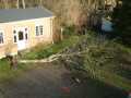 Tree down b, Tisvilde