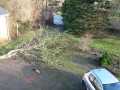 Tree down c, Tisvilde